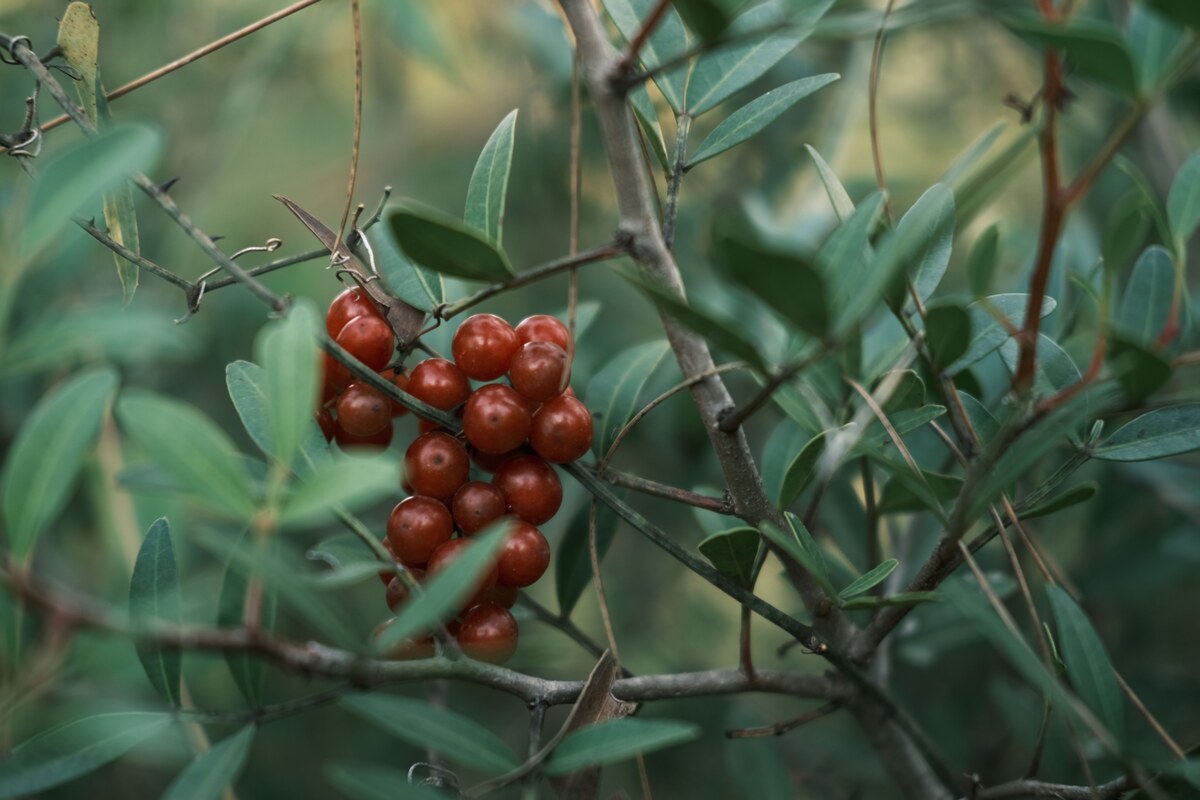 Catuaba Extract
