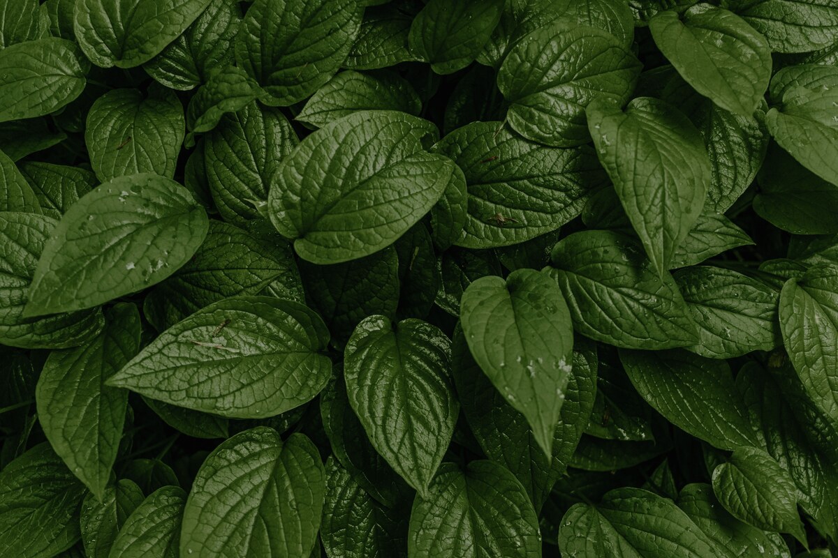 Horny Goat Weed Extract